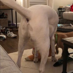 Meet your Posher, Billy